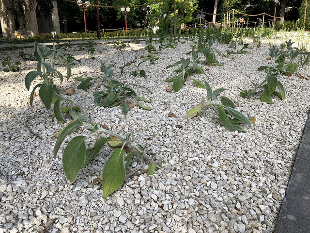 2018 06 26 Frühlingsfest 3